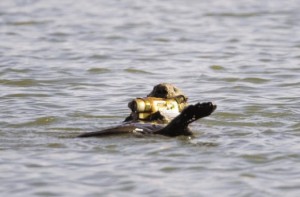otter-camera otter camera